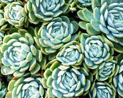 How to choose succulents